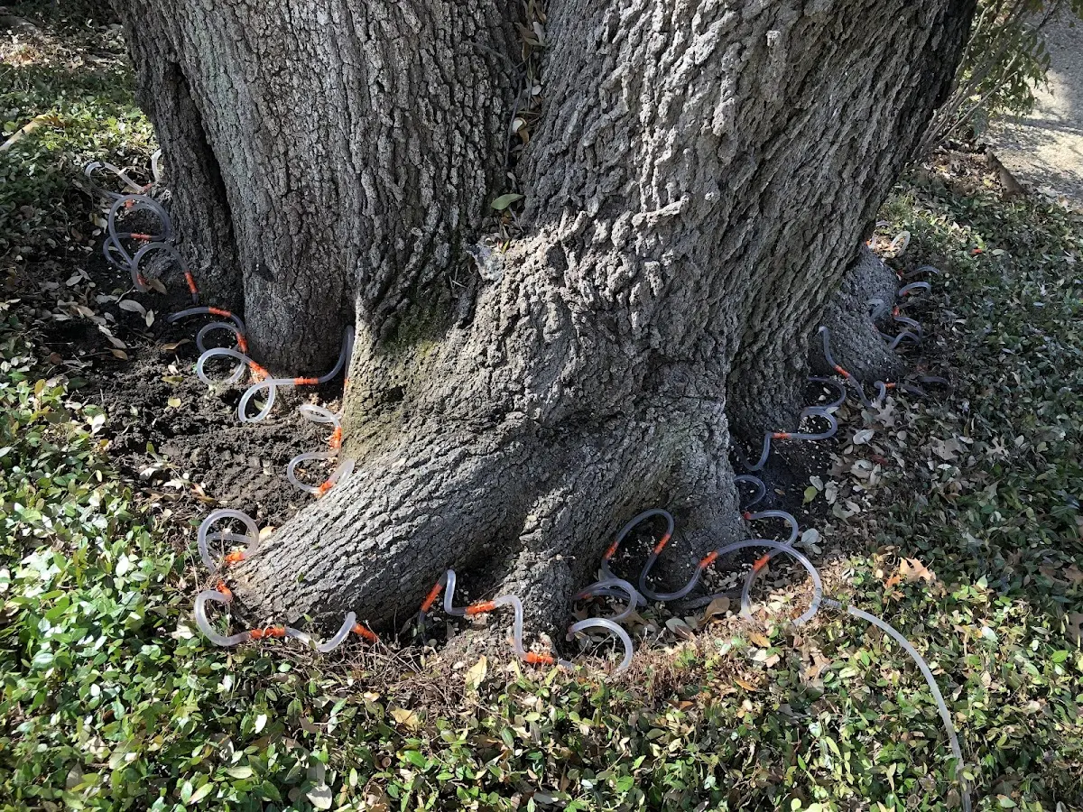 Detailed Tree Cabling and Bracing job site in Lake Cormorant